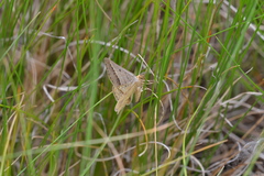 Isturgia arenacearia