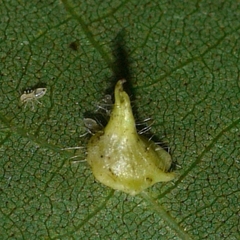 Caryomyia