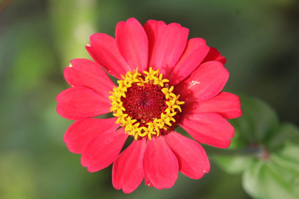 Zinnia elegans, El Remate, Guatemala