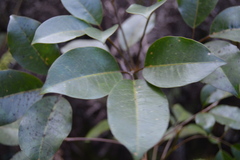 Cheirodendron trigynum