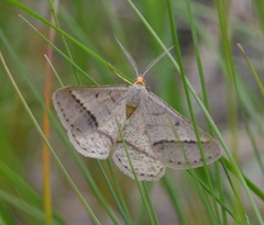 Isturgia arenacearia