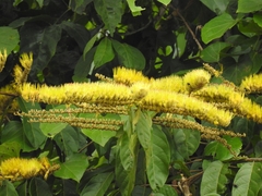 Combretum fruticosum