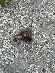 Pisolithus arenarius