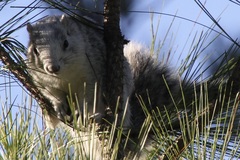 Sciurus niger cinereus
