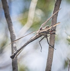 Petalura litorea