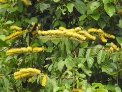 Combretum fruticosum