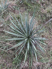 Yucca arkansana