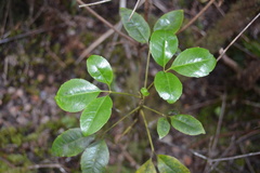 Cheirodendron trigynum