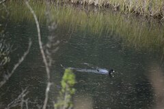 Fulica ardesiaca