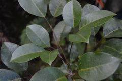 Cheirodendron trigynum