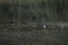 Fulica ardesiaca