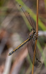 Suhpalacsa subtrahens