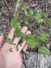 Clematis pitcheri