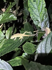 Anolis paravertebralis