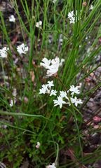 Xanthosia atkinsoniana
