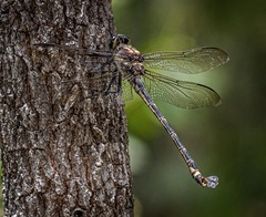 Petalura litorea