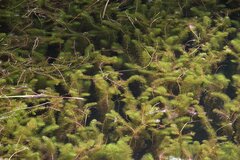 Myriophyllum quitense