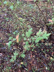 Ribes menziesii