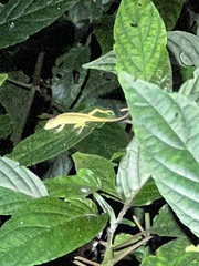 Anolis paravertebralis