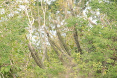 Pilosocereus gaumeri