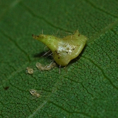 Caryomyia