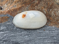 Tugali parmophoidea