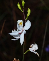 Calopogon pallidus