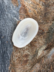 Tugali parmophoidea