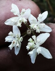 Xanthosia atkinsoniana