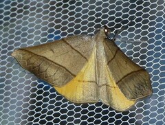 Systatica xanthastis