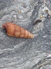 Cacozeliana granarium