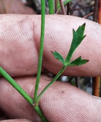 Xanthosia atkinsoniana