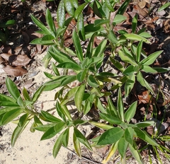 Lupinus diffusus