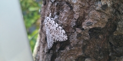 Lymantria singapura