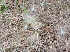 Asclepiadeae