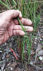 Xanthosia atkinsoniana