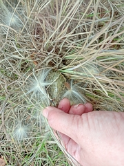 Asclepiadeae