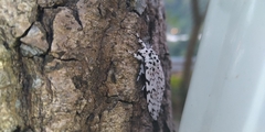 Lymantria singapura