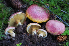 Suillus ochraceoroseus