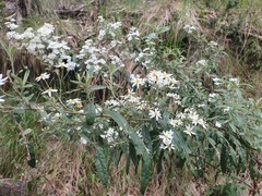 Olearia phlogopappa