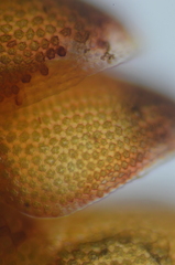 Odontoschisma denudatum