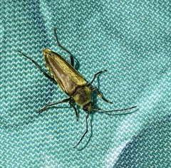 Lepturobosca