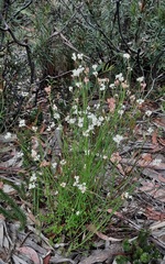 Xanthosia atkinsoniana