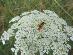 Strangalia luteicornis