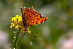 Polygonia egea