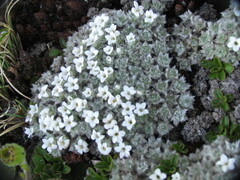 Veronica thomsonii