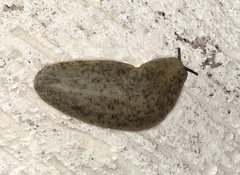 Veronicella sloanii