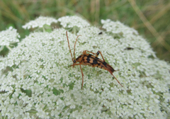 Strangalia luteicornis