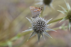 Callophrys dospassosi