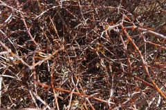 Coprosma elatirioides